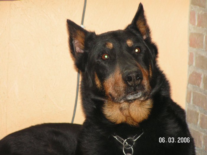 Strauss de la tuile aux loups (31)